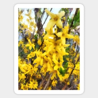 Spring - Sprig of Forsythia Sticker